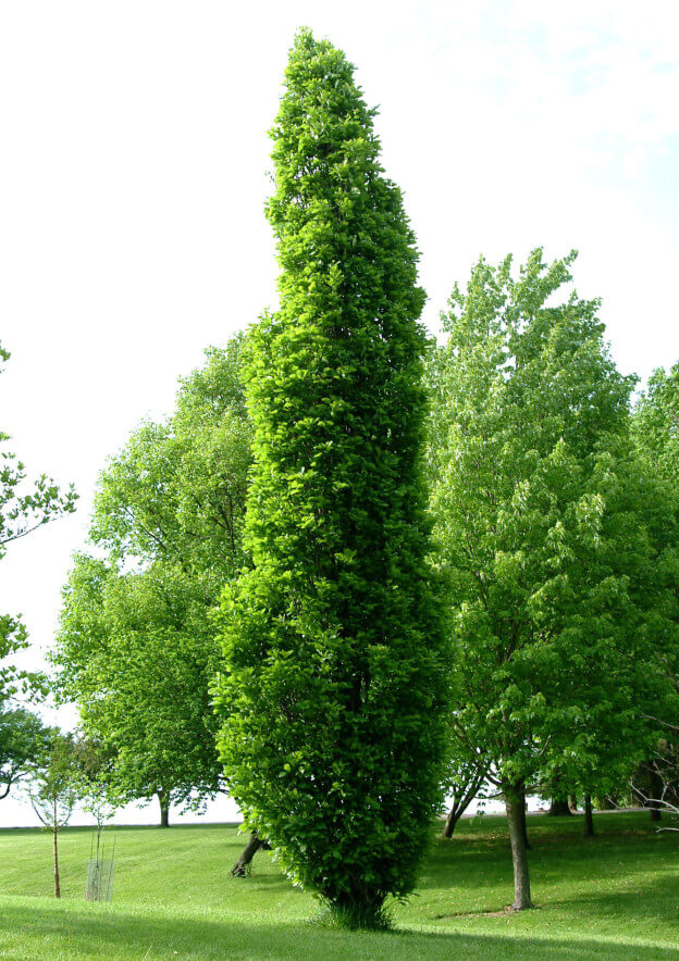 Oak, Hybrid Kindred Spirit