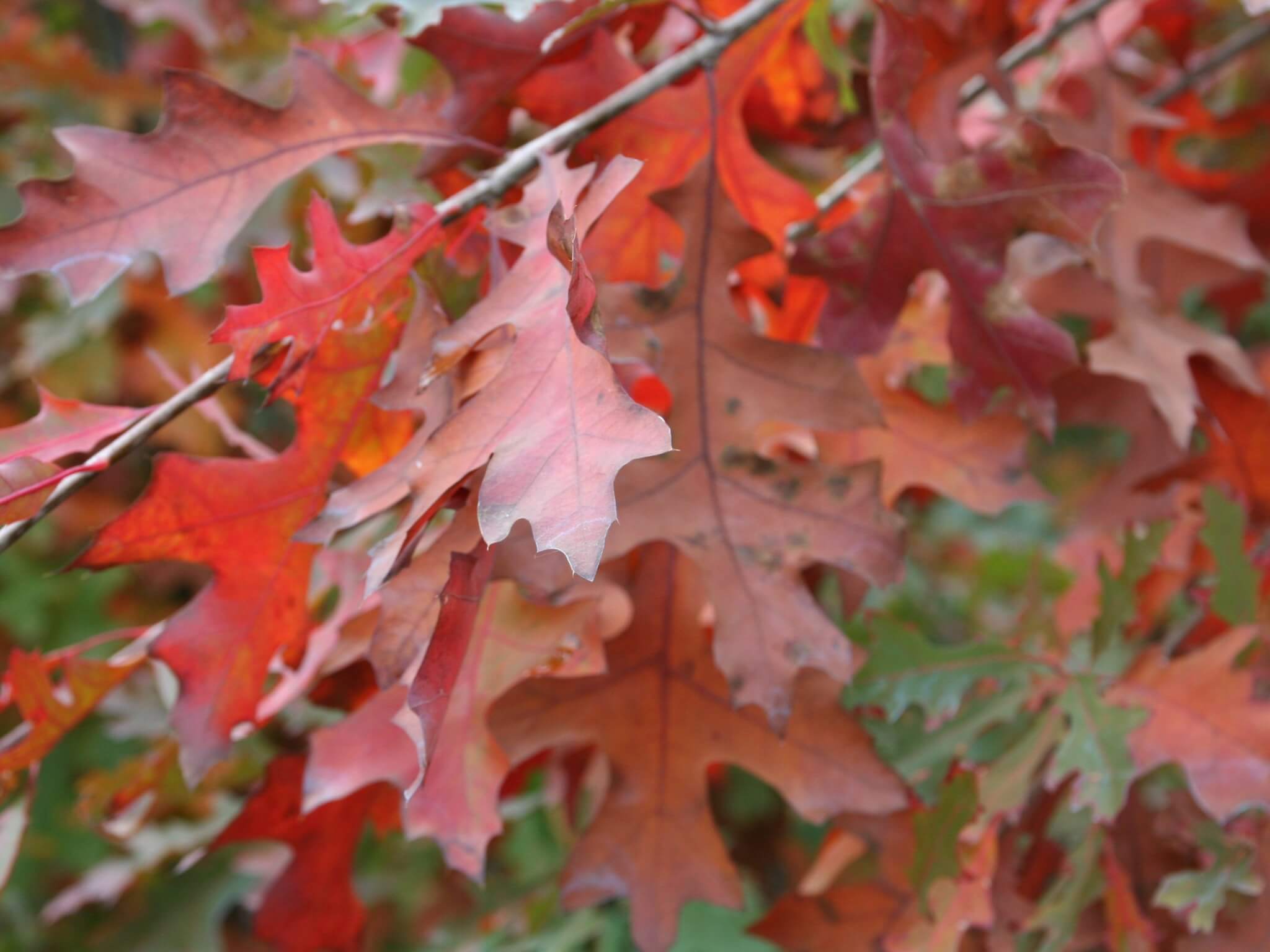 Oak, Pin Eastern