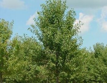 Ornamental Pear, Aristocrat