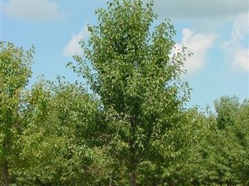 Ornamental Pear, Aristocrat