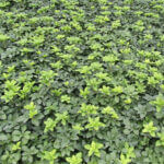 Pachysandra, Green Carpet