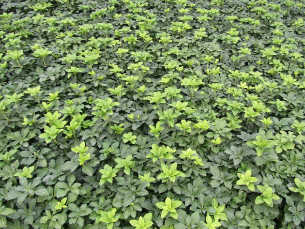 Pachysandra, Green Carpet