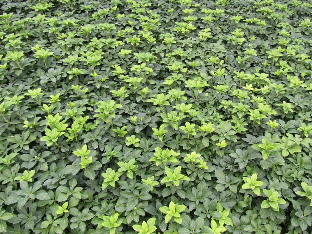 Pachysandra, Green Carpet