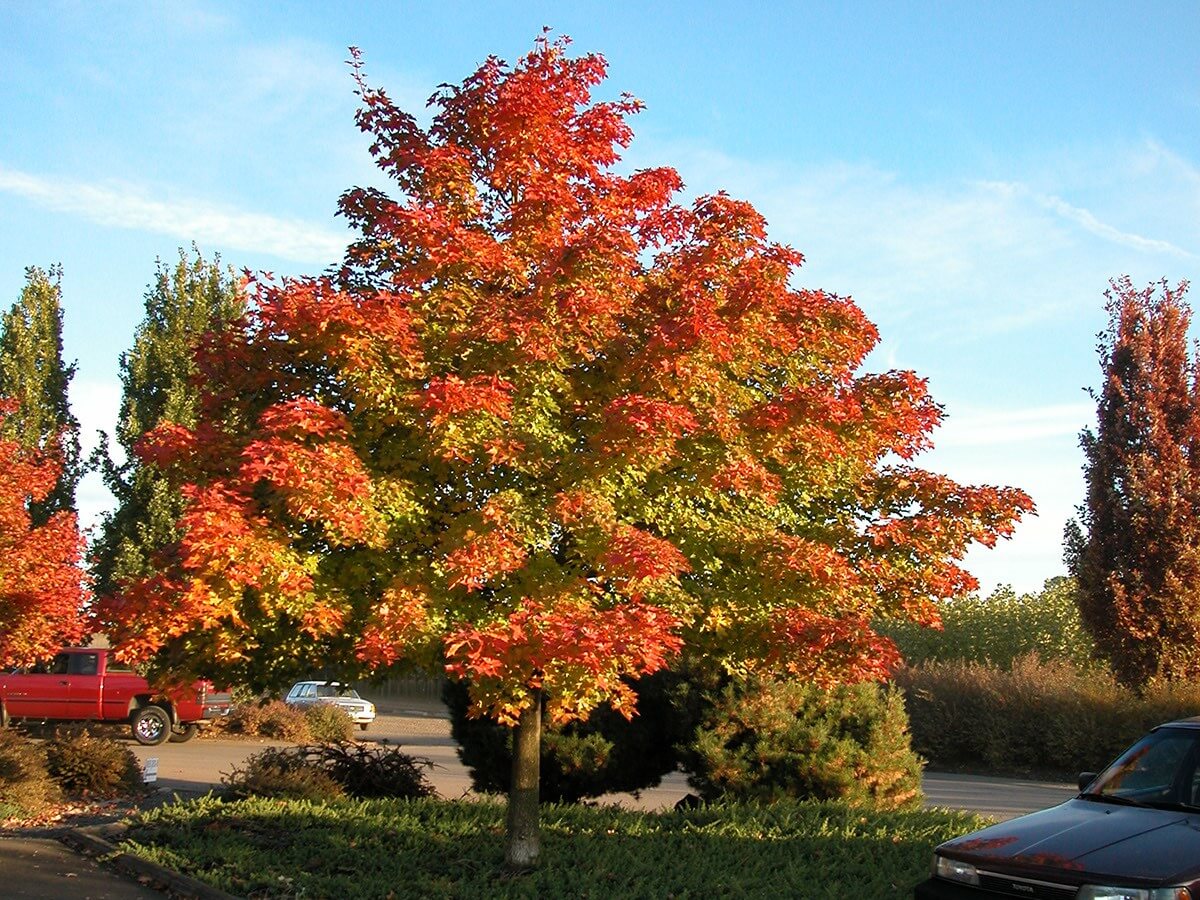 Maple, Hybrid Pacific Sunset