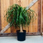 Ponytail Palm