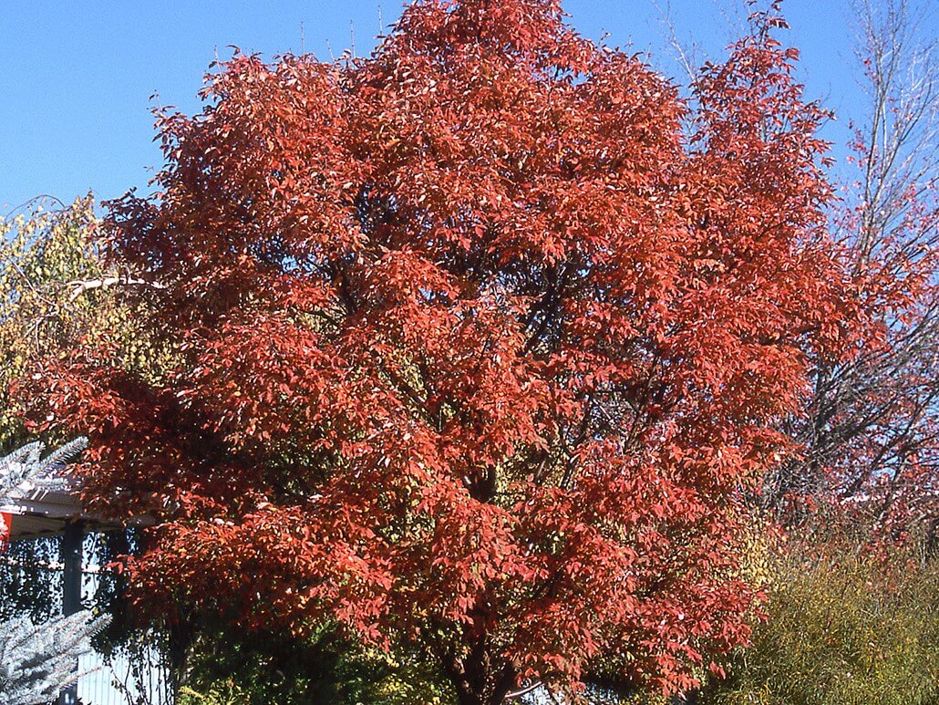 Maple, Paperbark