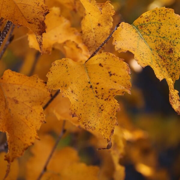 Birch, Japanese White Parkland Pillar