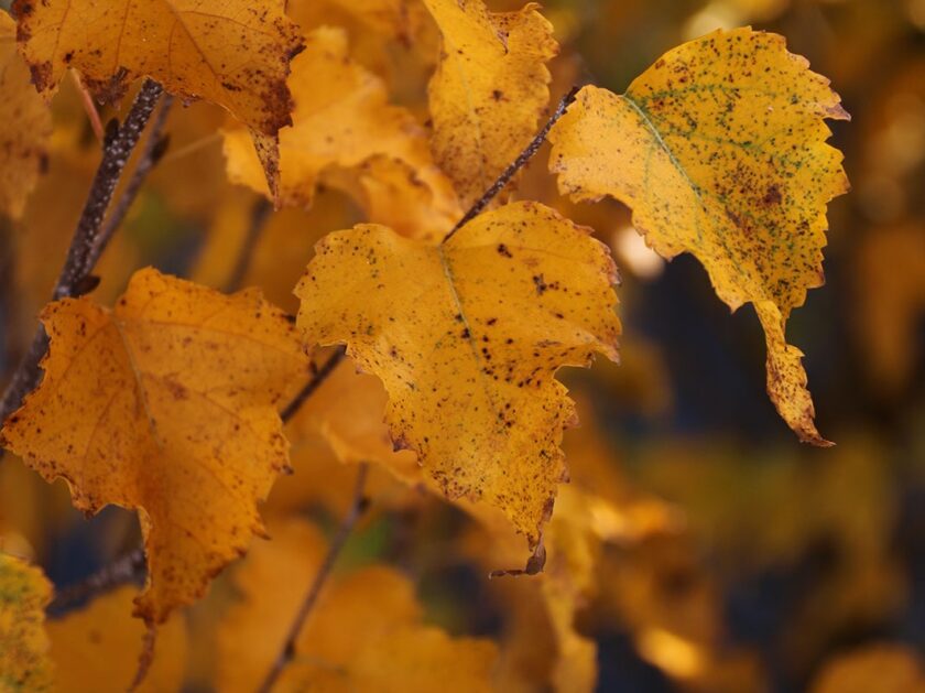 Birch, Japanese White Parkland Pillar Campbell's Nursery