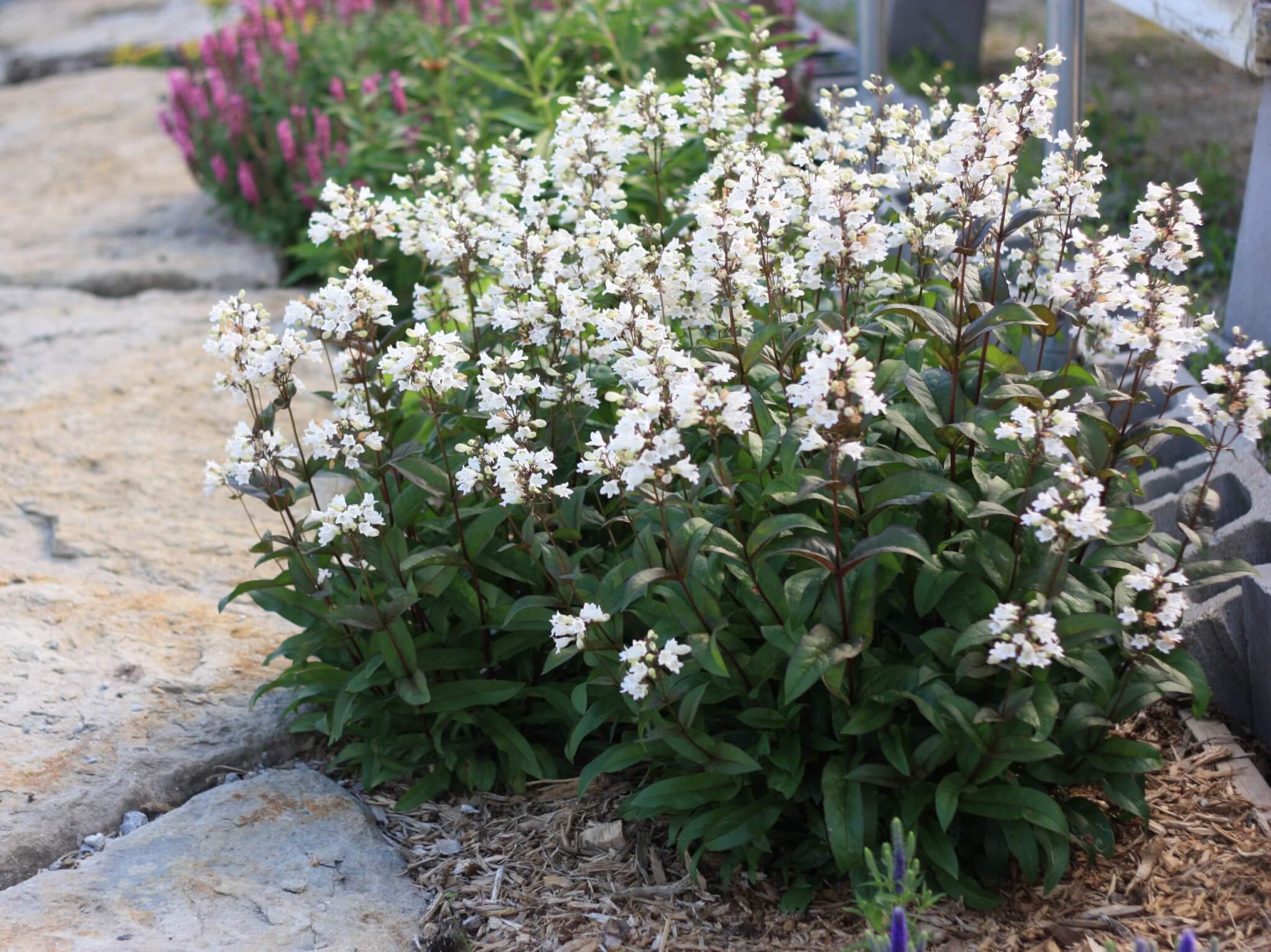 Vejhus Revision Rosefarve Penstemon, Husker Red - Campbell's Nursery