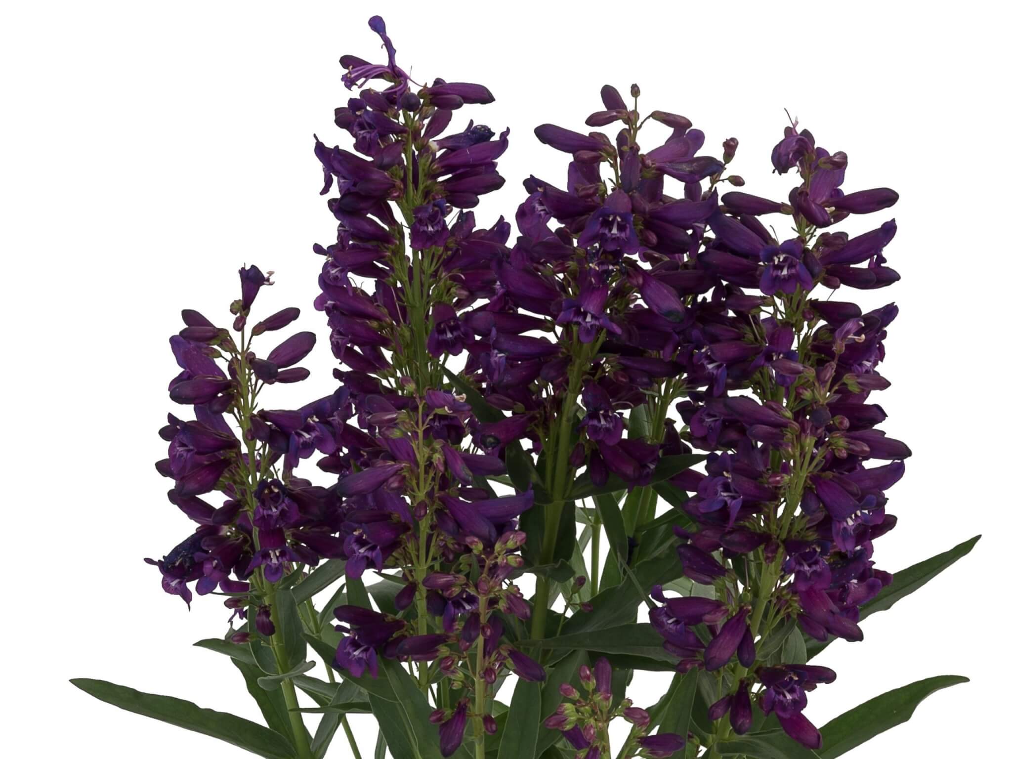 Penstemon, Pristine Lilac Purple