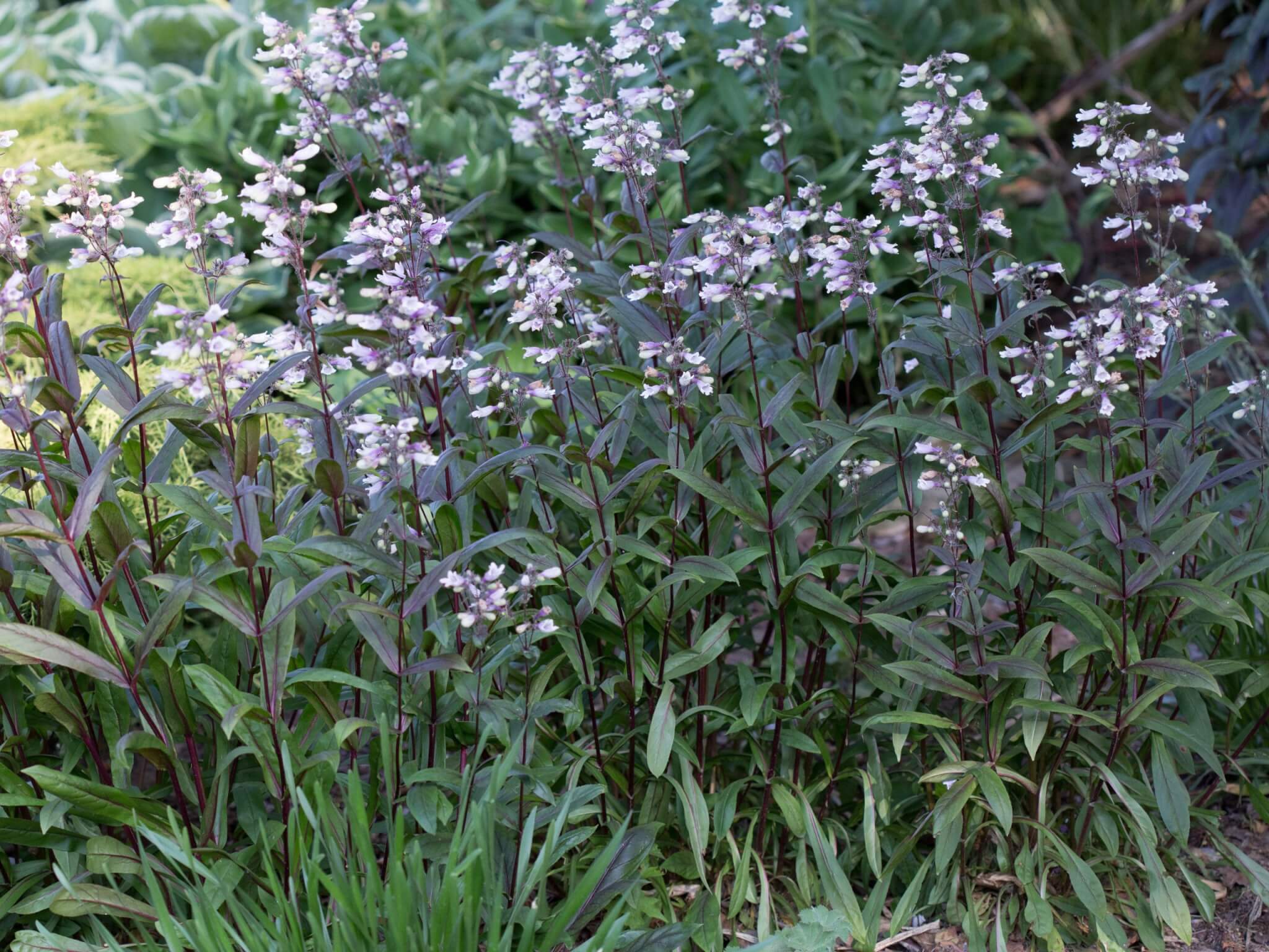 Penstemon, Dark Towers