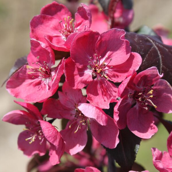 Crabapple, Perfect Purple