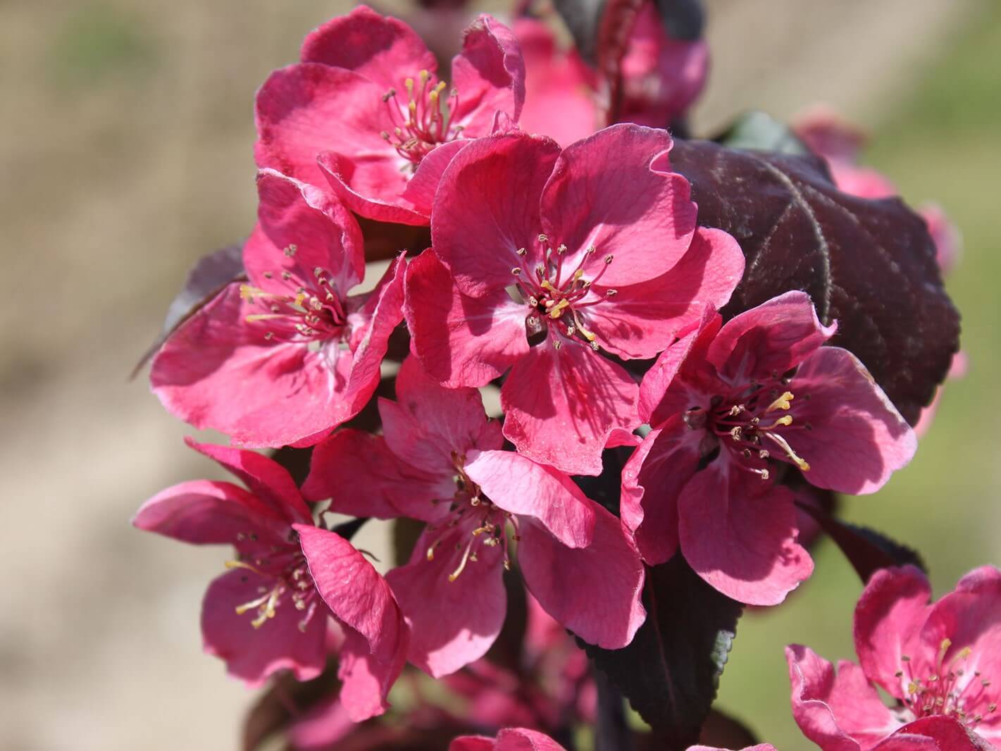 Crabapple, Perfect Purple