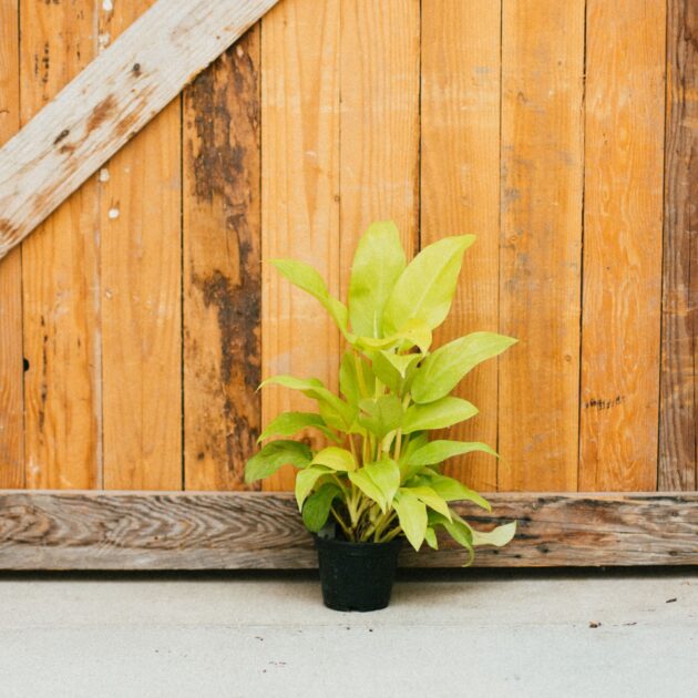 Philodendron, Lemon Lime