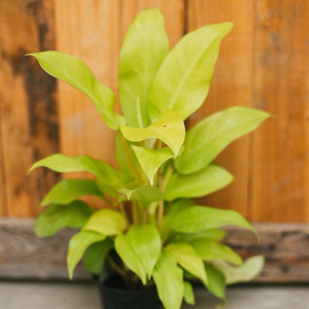 Philodendron, Lemon Lime - Image 2
