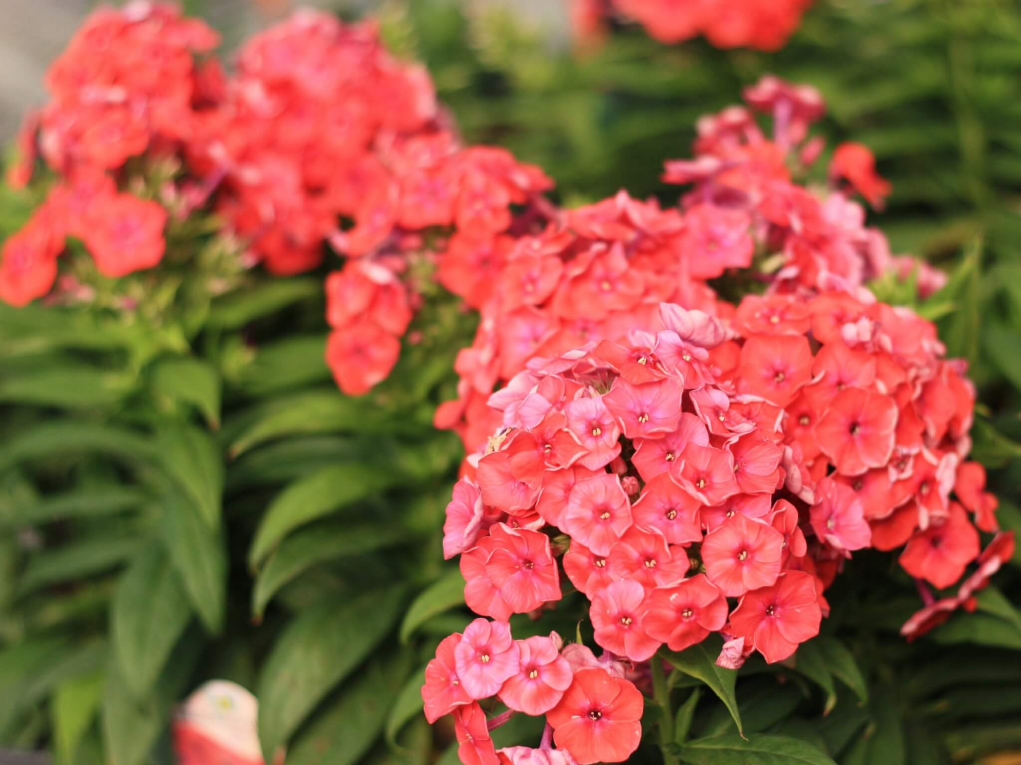 Phlox, Flame Coral