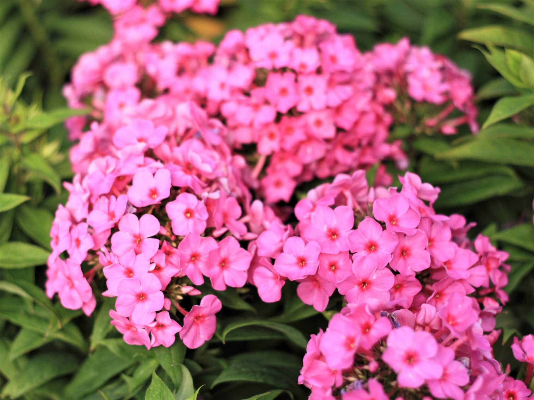 Phlox, Flame Pink