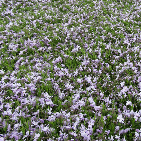 Phlox, Creeping Blue Emerald