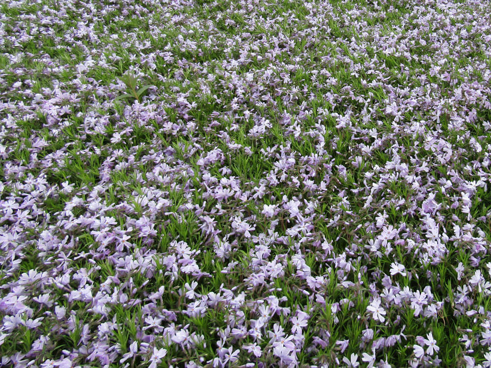 Phlox, Creeping Blue Emerald