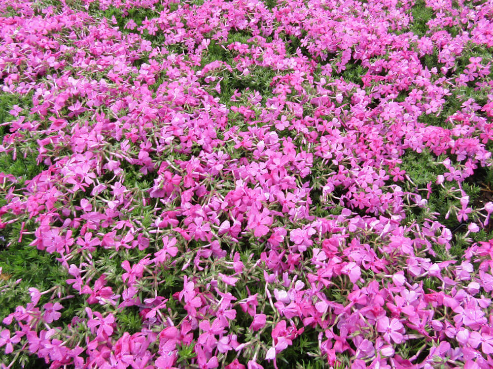 Phlox, Creeping Drummond’s Pink