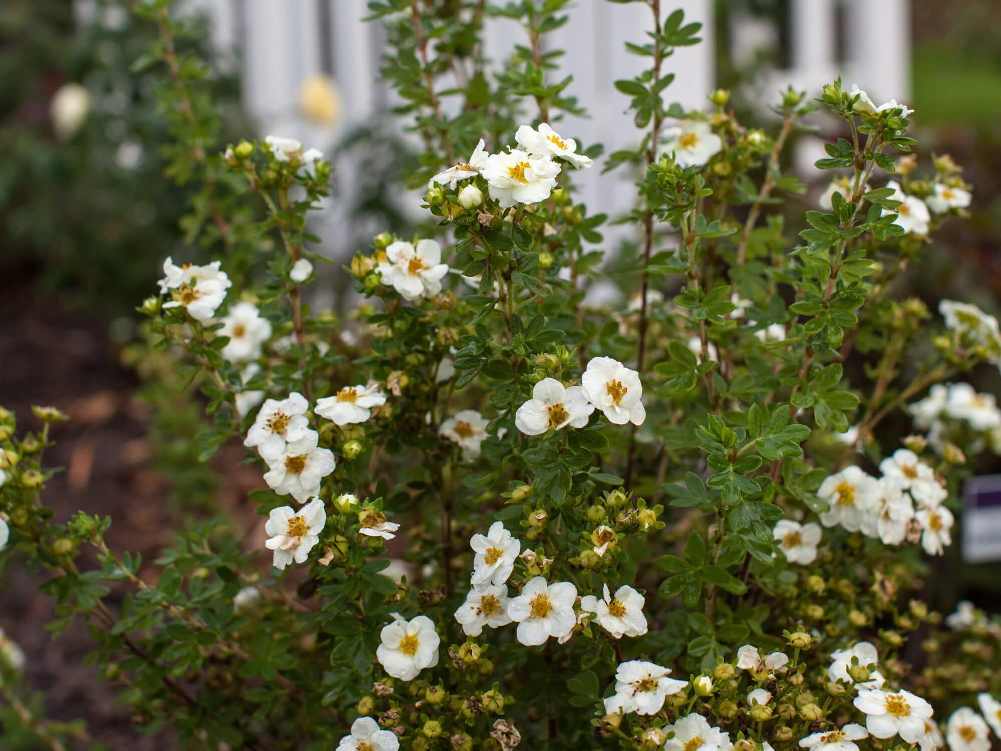 Potentilla, Creme Brulee