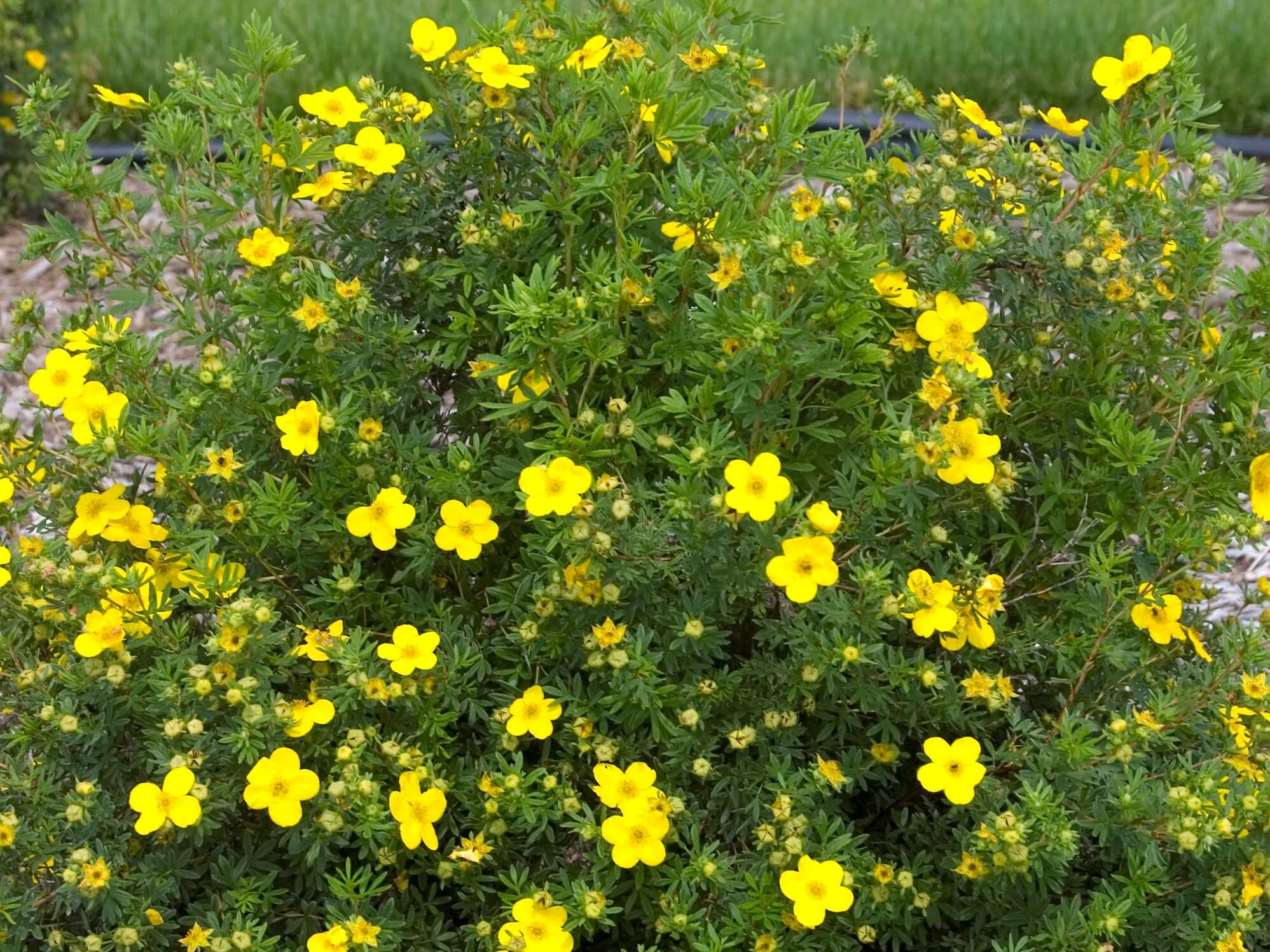 Potentilla, Goldfinger