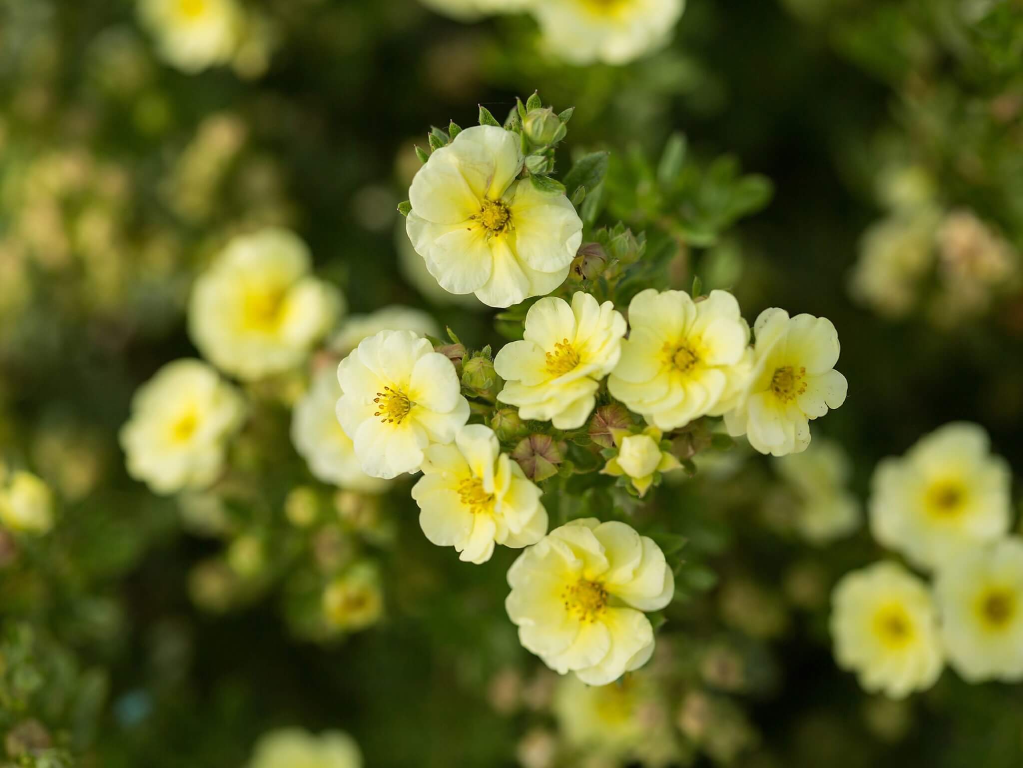 Potentilla, Lemon Meringue