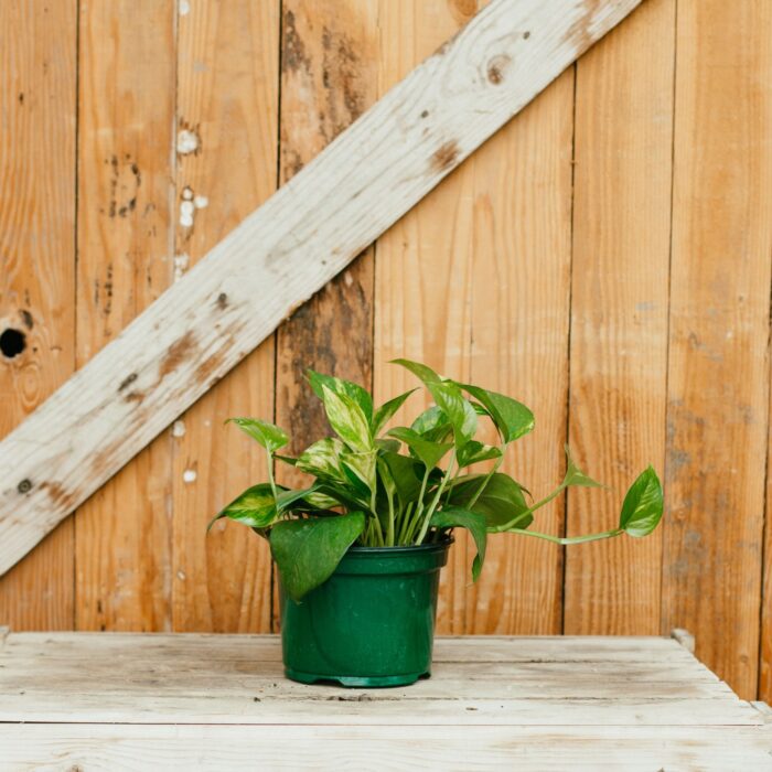 Pothos, Golden - Image 3
