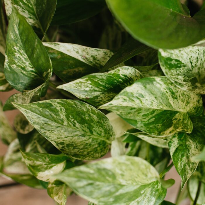 Pothos, Marble Queen - Image 2