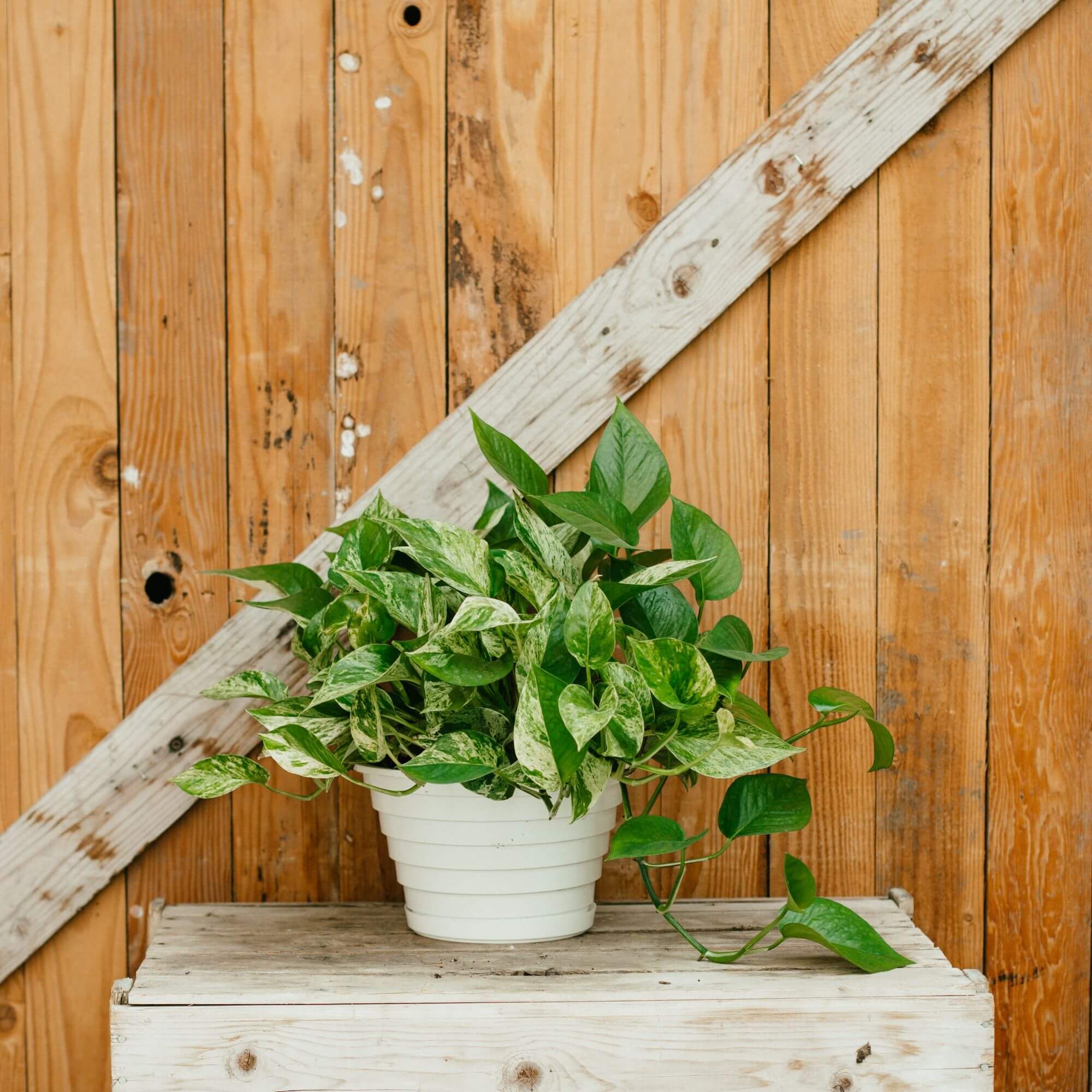 Pothos, Marble Queen