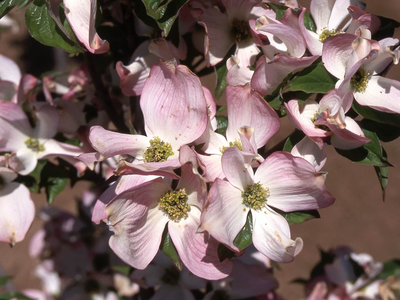 Dogwood, Flowering Red Prairie Pink