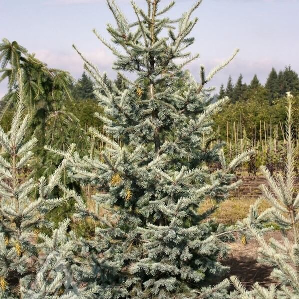 Douglasfir, Blue