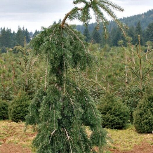 Douglasfir, Weeping Graceful Grace