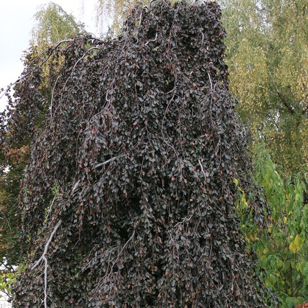 Beech, Purple Fountain