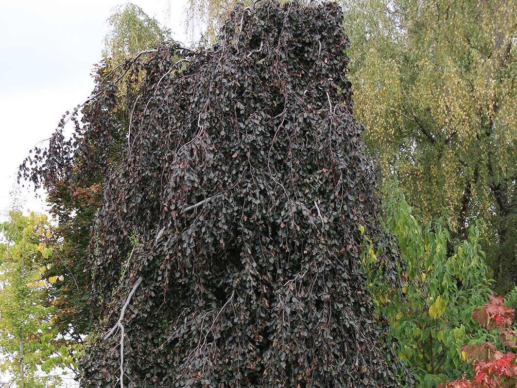 Beech, Purple Fountain