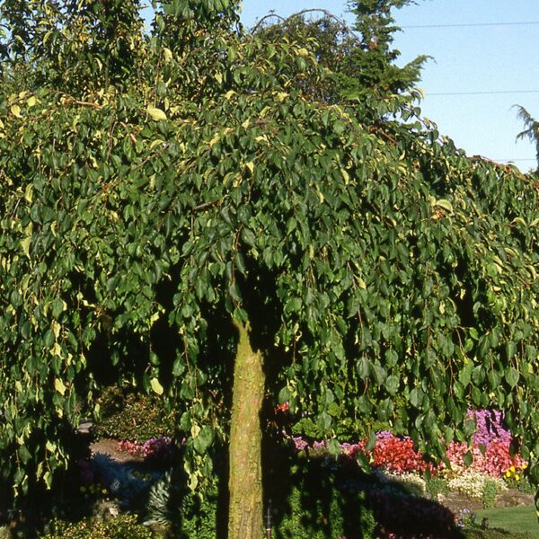 Crabapple, Red Jade