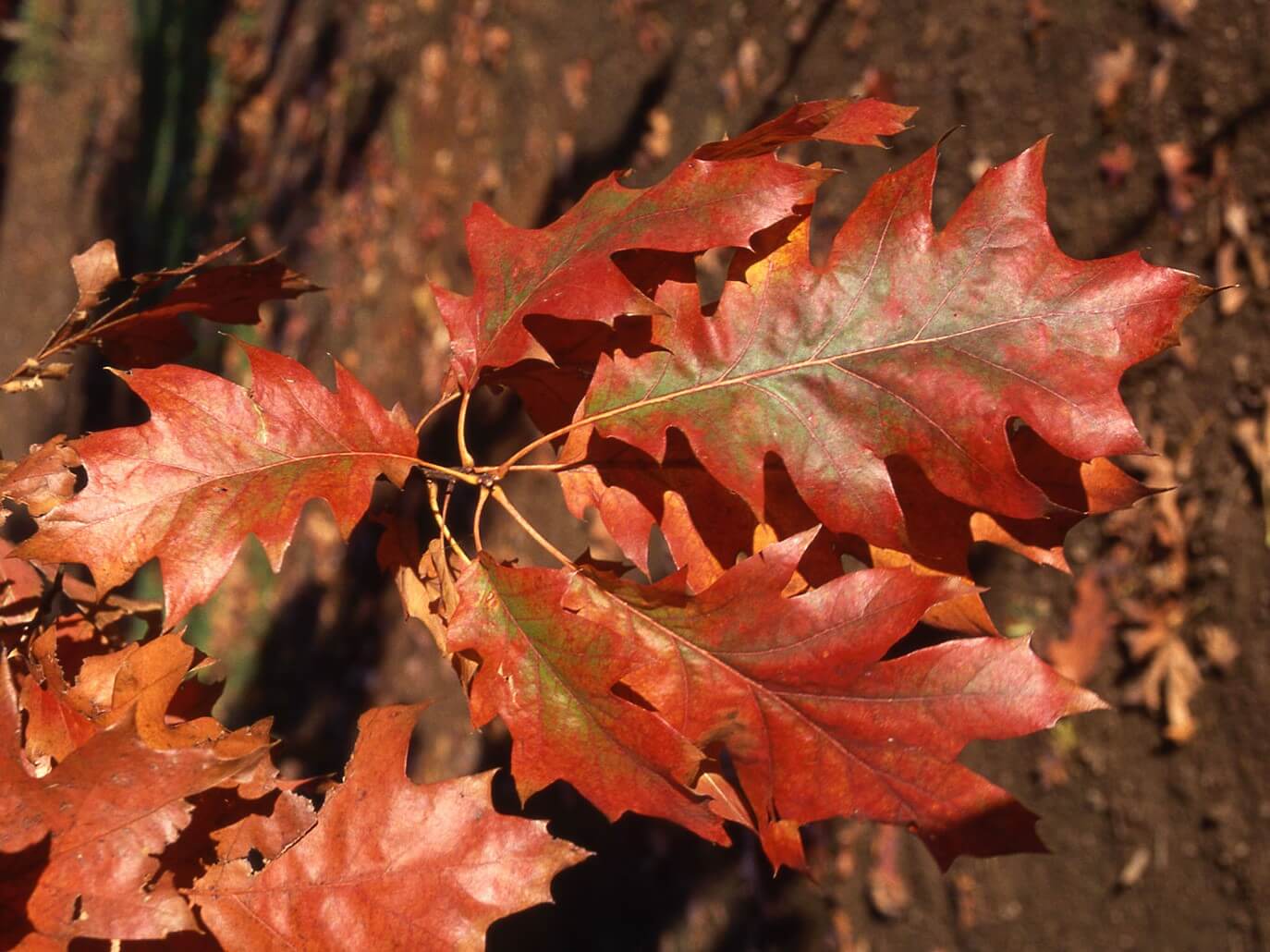 Oak, Red