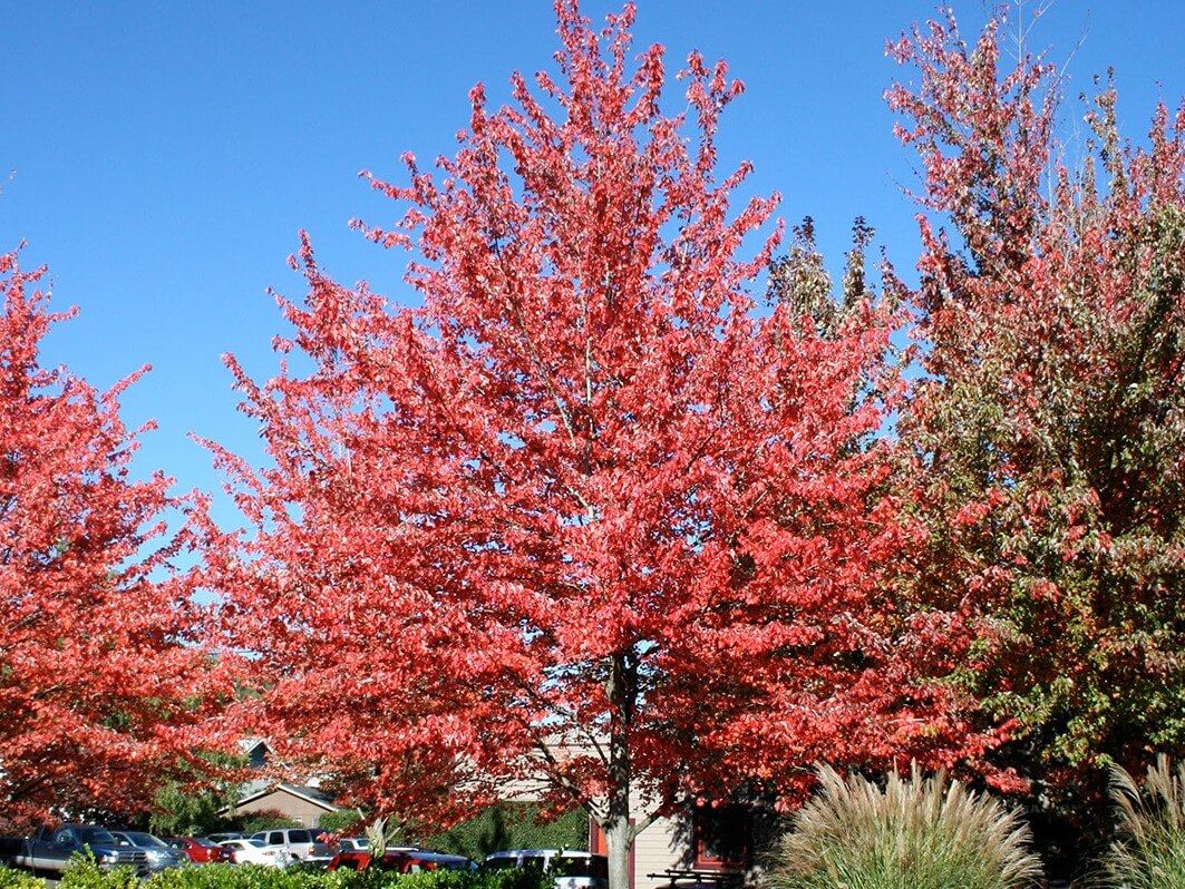 Maple, Red Sunset