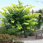 Redbud, Hearts of Gold