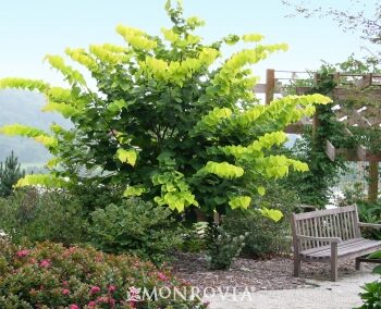 Redbud, Hearts of Gold