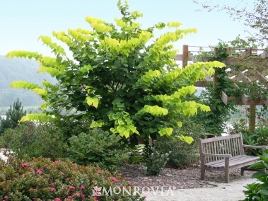 Redbud, Hearts of Gold