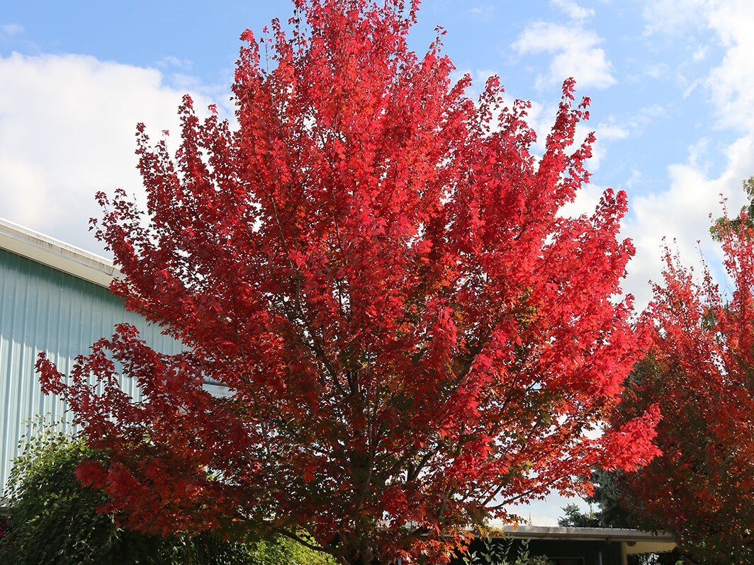 Maple, Red Redpointe
