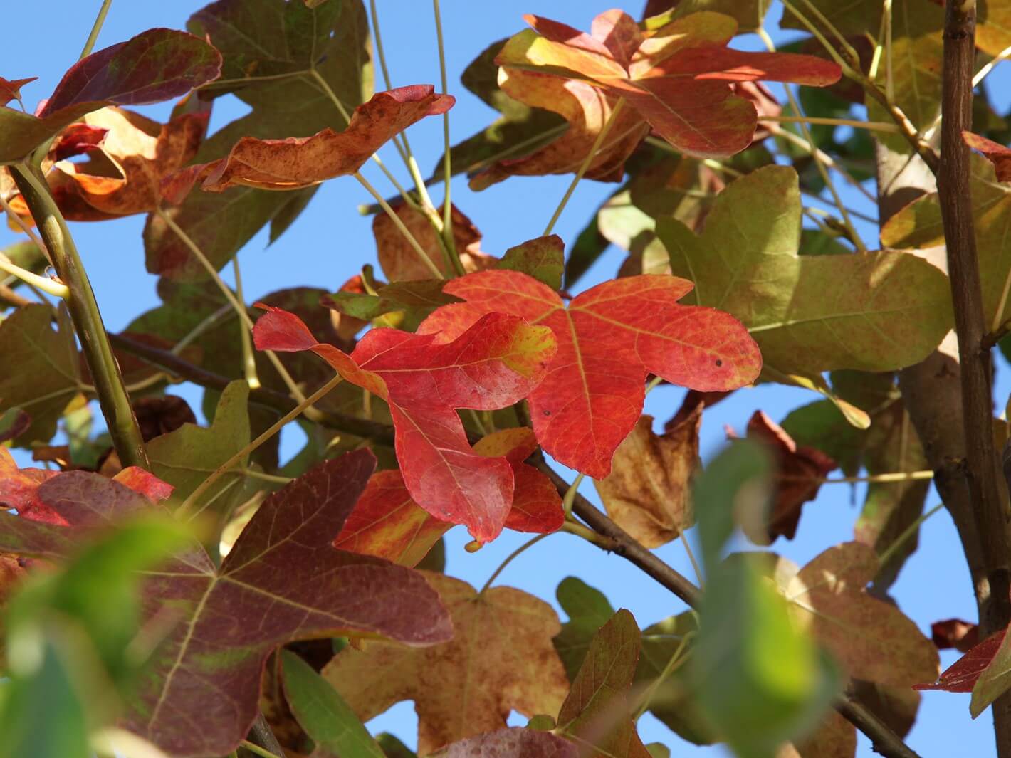 Sweetgum, Roundleaf