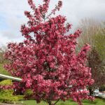 Crabapple, Royal Raindrops