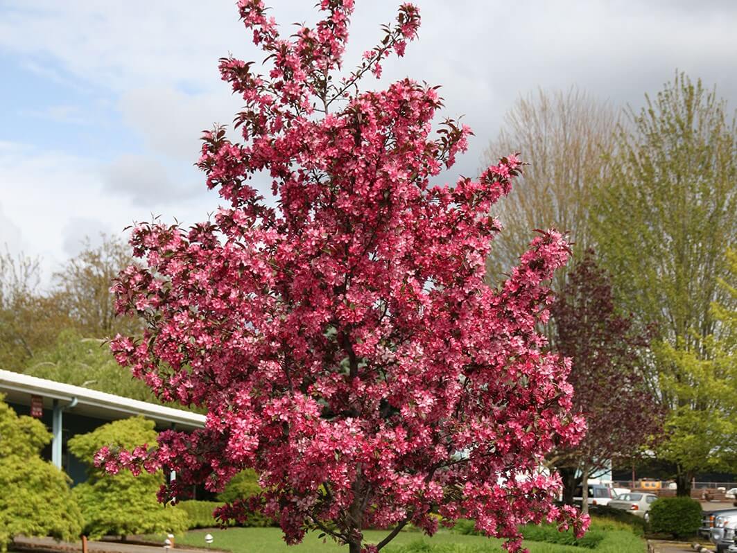 Crabapple, Royal Raindrops