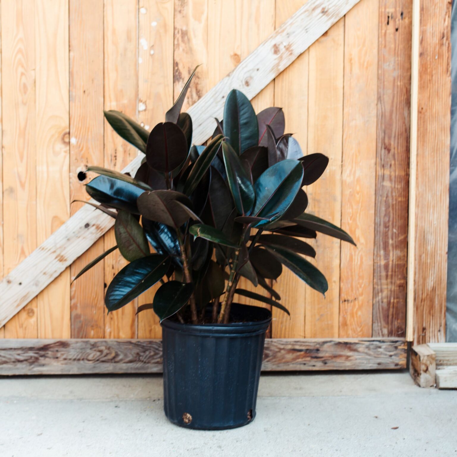 Rubber Plant, Burgundy Campbell's Nursery