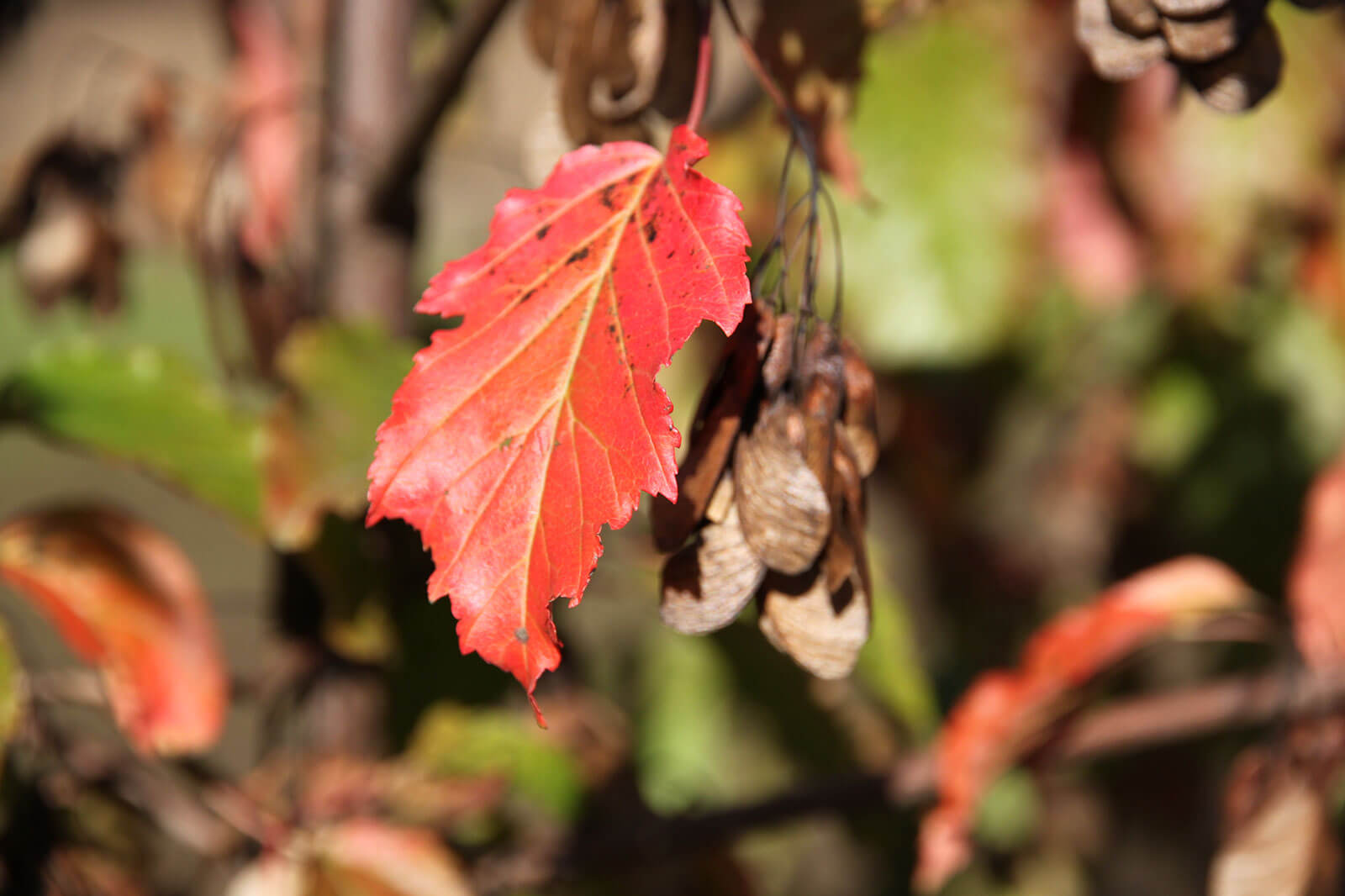 Maple, Ginnala Ruby Slippers
