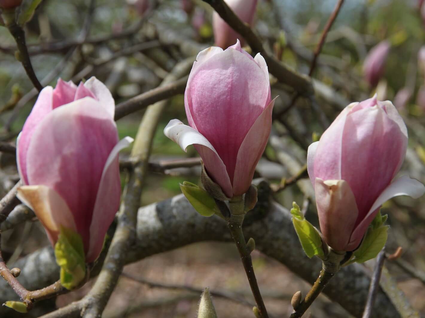 Magnolia, Saucer Rustica Rubra