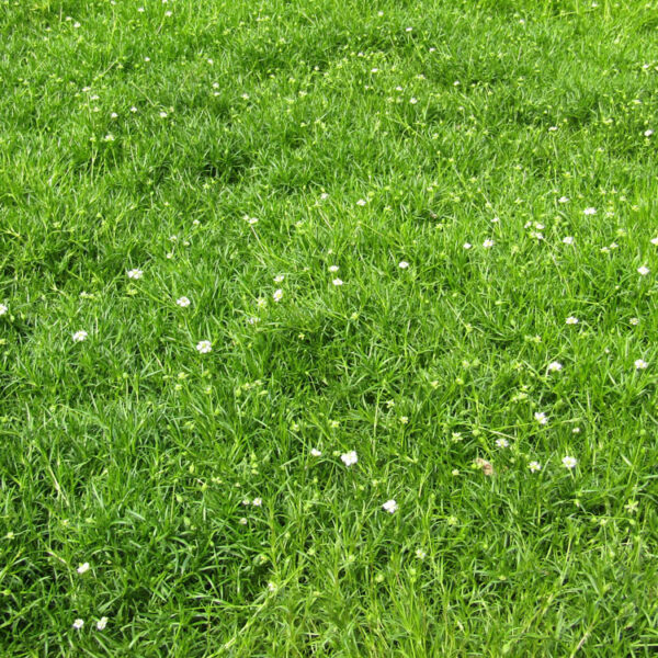 Irish Moss