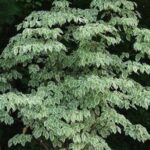 Dogwood, Kousa Samaritan